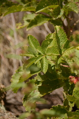 Cyphostemma lanigerum