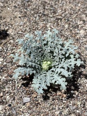 Malacothrix sonchoides