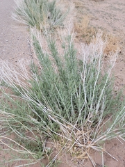 Magnoliopsida