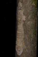 Uroplatus henkeli