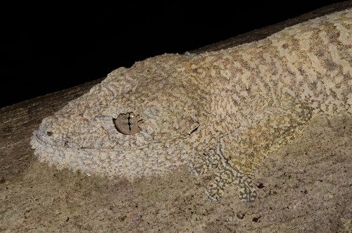 Uroplatus garamaso