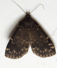 Idia scobialis