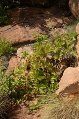 Cyphostemma lanigerum