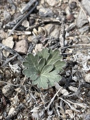 Cymopterus ripleyi