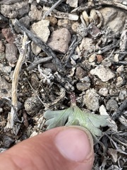 Cymopterus ripleyi