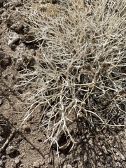 Rhinotropis intermontana