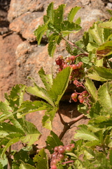 Cyphostemma lanigerum