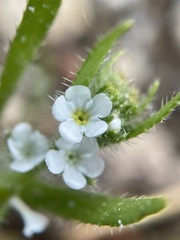 Plagiobothrys salsus