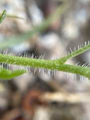 Plagiobothrys salsus