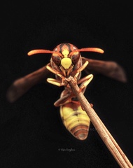 Antodynerus punctatipennis