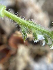 Plagiobothrys salsus