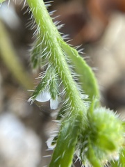 Plagiobothrys salsus