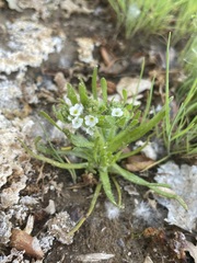 Plagiobothrys salsus