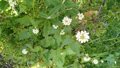 Alliaria petiolata