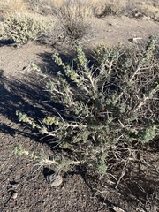 Artemisia spinescens