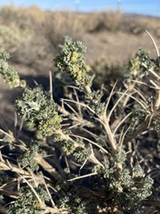 Artemisia spinescens
