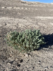 Neokochia americana