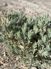 Neokochia americana