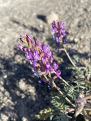 Astragalus lentiginosus