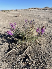 Astragalus lentiginosus