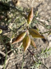 Astragalus lentiginosus