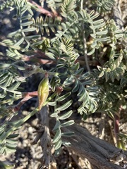 Astragalus lentiginosus