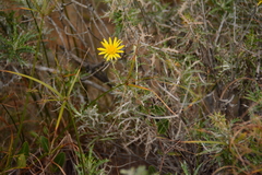 Berkheya carlinopsis magalismontana