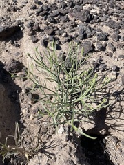 Chaetadelpha wheeleri