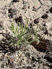 Chaetadelpha wheeleri