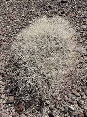 Rhinotropis intermontana