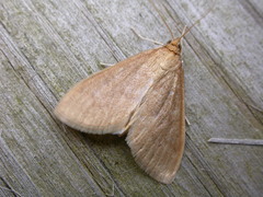Framinghamia helvalis