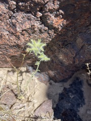 Cryptantha nevadensis