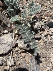Astragalus layneae