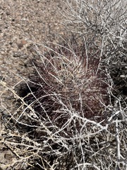 Sclerocactus polyancistrus