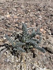 Astragalus layneae