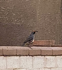 Callipepla gambelii