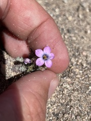 Gilia cana
