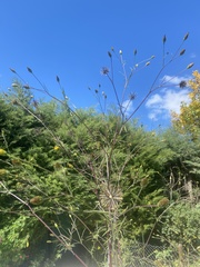 Bidens subalternans