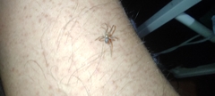 Araneae
