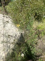 Bidens subalternans