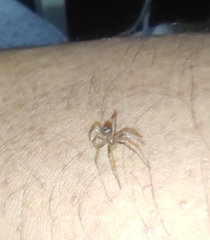 Araneae