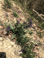 Pulmonaria longifolia
