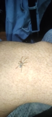 Araneae