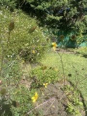 Bidens subalternans