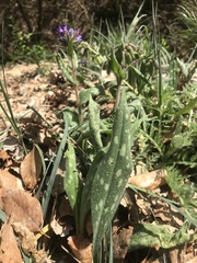 Pulmonaria longifolia