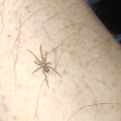 Araneae