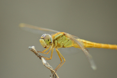 Crocothemis servilia