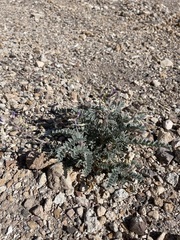 Astragalus layneae