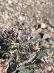 Astragalus layneae