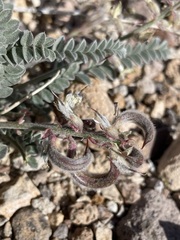 Astragalus layneae